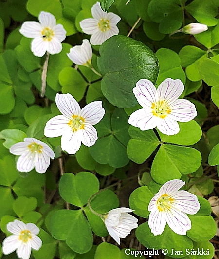 Oxalis acetosella, käenkaali